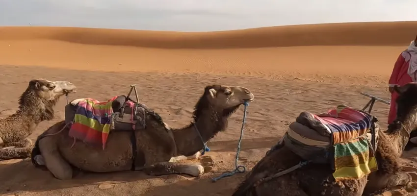 Taking Camel Trek Into The Erg Chebbi Dunes 1