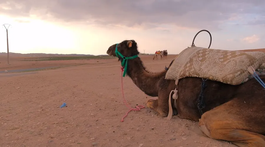Sunset Camel Ride through the Desert of Agafay